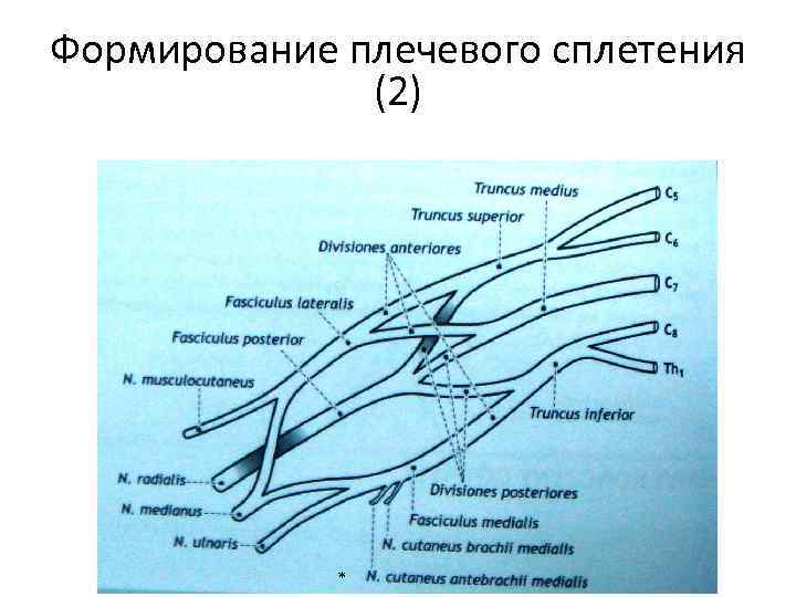 Формирование плечевого сплетения (2) * 