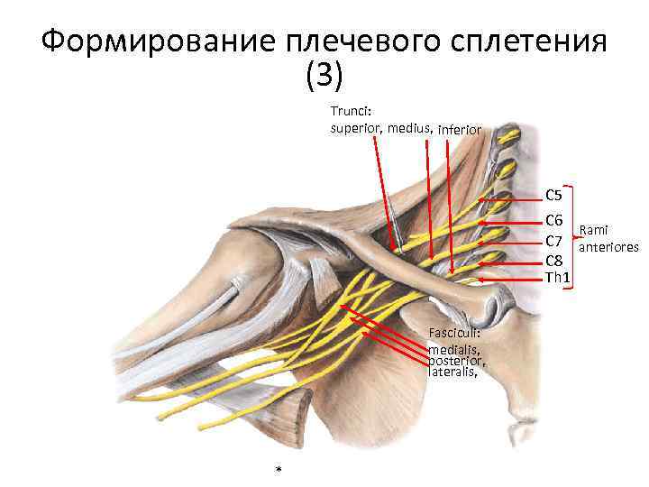 Формирование плечевого сплетения (3) Trunci: superior, medius, inferior С 5 С 6 Rami С