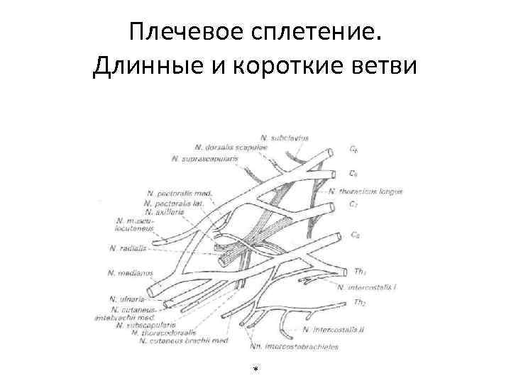 Плечевое сплетение. Длинные и короткие ветви * 