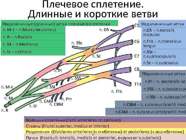 Плечевое сплетение схема