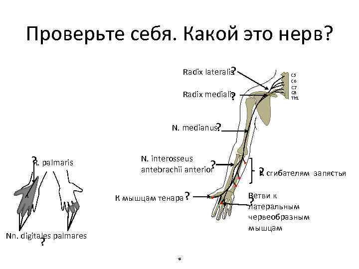 Плечевое сплетение рисунок с подписями