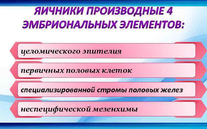 целомического эпителия первичных половых клеток специализированной стромы половых желез неспецифической мезенхимы 