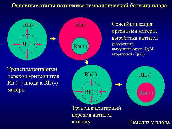 Основные этапы патогенеза гемолитической болезни плода Rh(-) Rh(+) Трансплацентарный переход эритроцитов Rh (+) плода