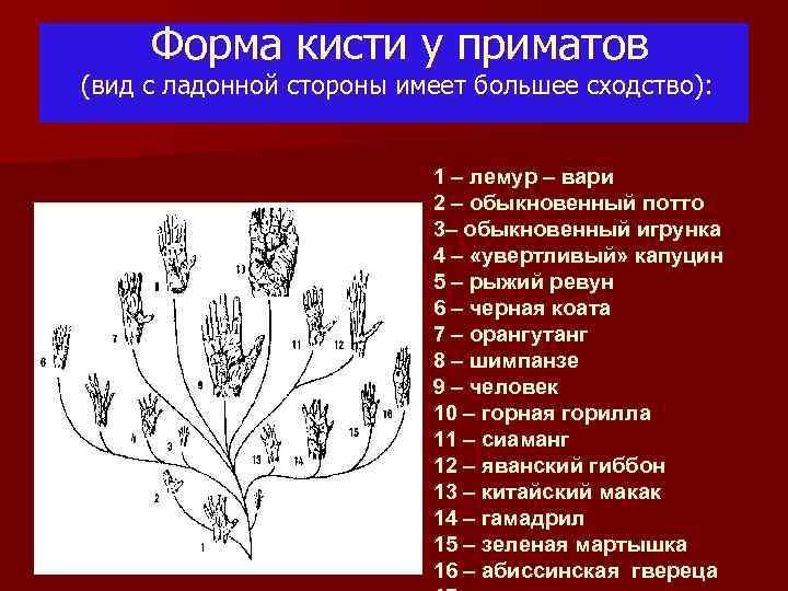 Форма кисти у приматов (вид с ладонной стороны имеет большее сходство): 1 – лемур