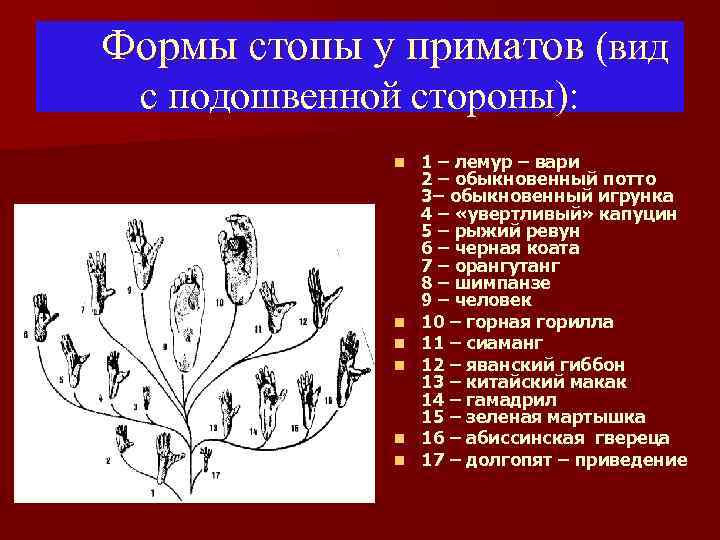Формы стопы у приматов (вид с подошвенной стороны): n n n 1 – лемур