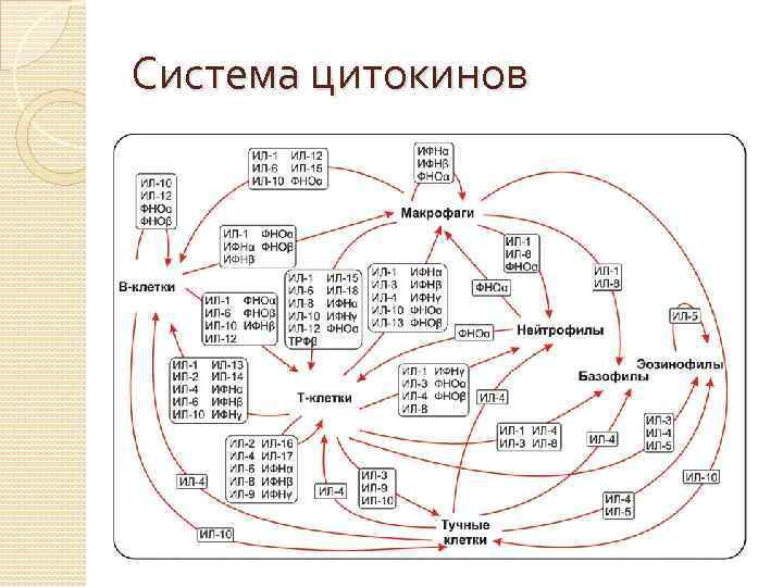 Система цитокинов 