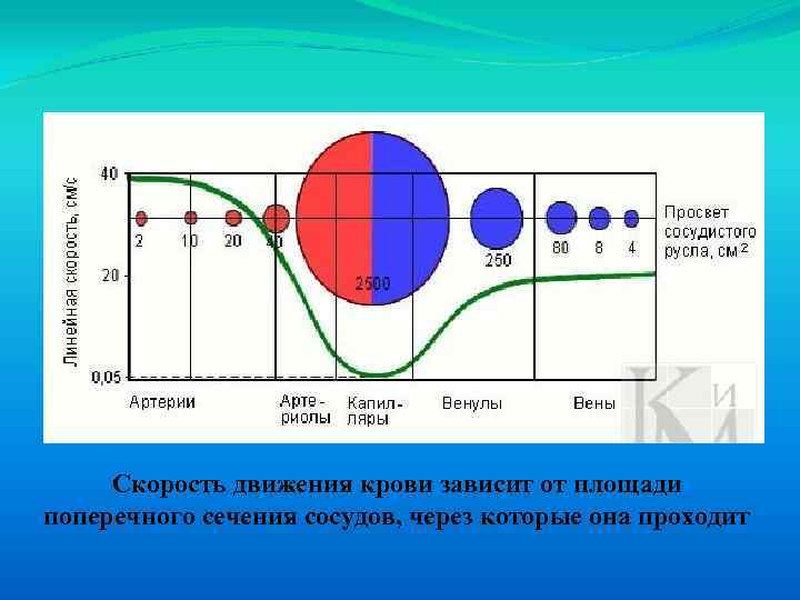 Скорость движения крови зависит от площади поперечного сечения сосудов, через которые она проходит 