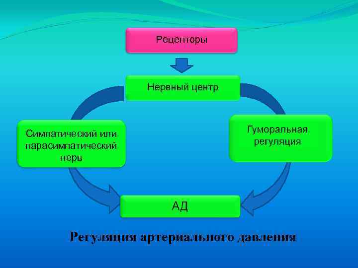 Движение крови по сосудам регуляция кровоснабжения 8 класс презентация