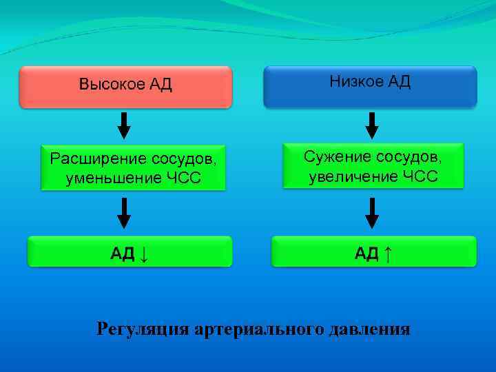 Расширение сосудов, уменьшение ЧСС Сужение сосудов, увеличение ЧСС Регуляция артериального давления 