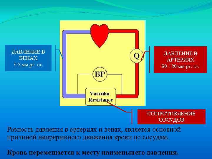 Презентация по биологии 8 класс движение крови по сосудам регуляция кровоснабжения