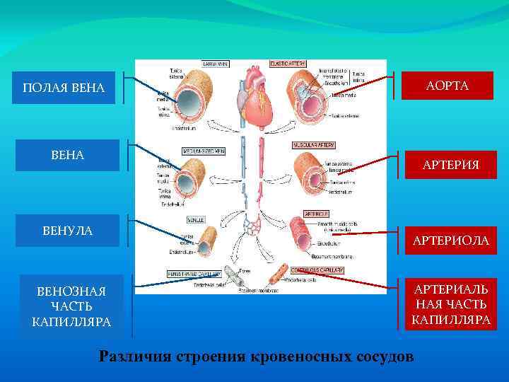 АОРТА ПОЛАЯ ВЕНА АРТЕРИЯ ВЕНУЛА АРТЕРИОЛА ВЕНОЗНАЯ ЧАСТЬ КАПИЛЛЯРА АРТЕРИАЛЬ НАЯ ЧАСТЬ КАПИЛЛЯРА Различия