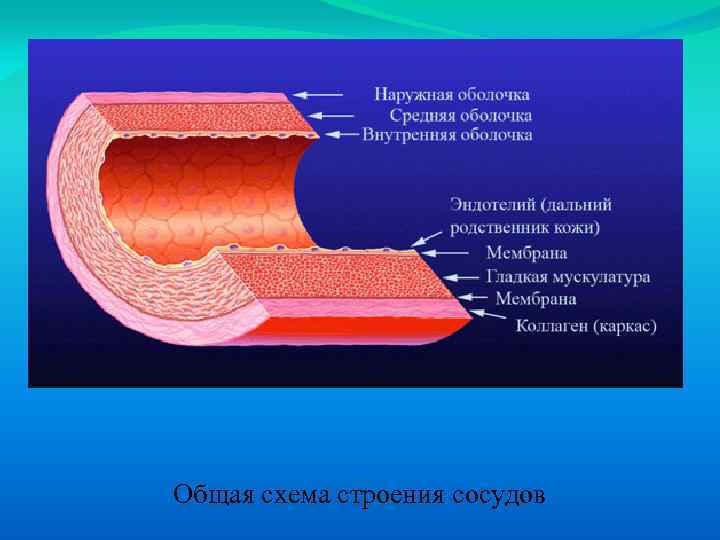 Общая схема строения сосудов 