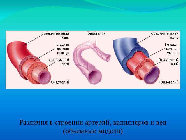 Различия в строении артерий, капилляров и вен (объемные модели) 