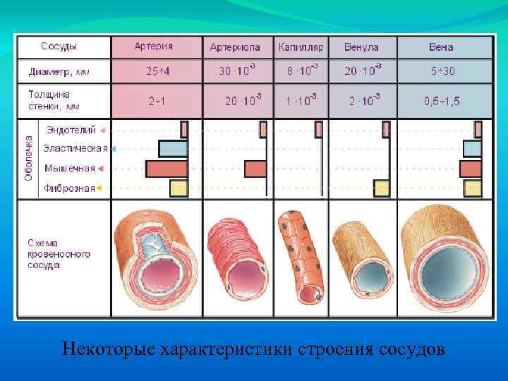 Некоторые характеристики строения сосудов 