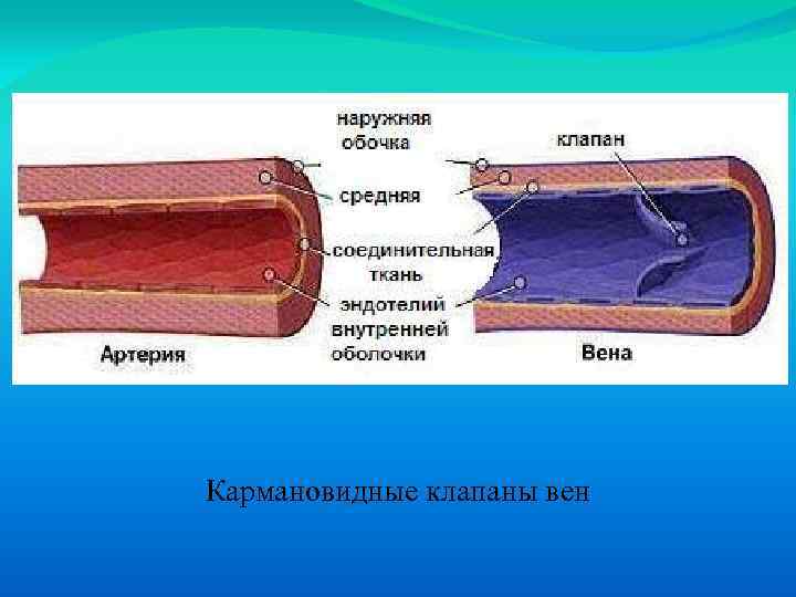 Клапаны имеют артерии и вены. Кармановидные клапаны вен. Строение венозного клапана. Строение клапанов вен.