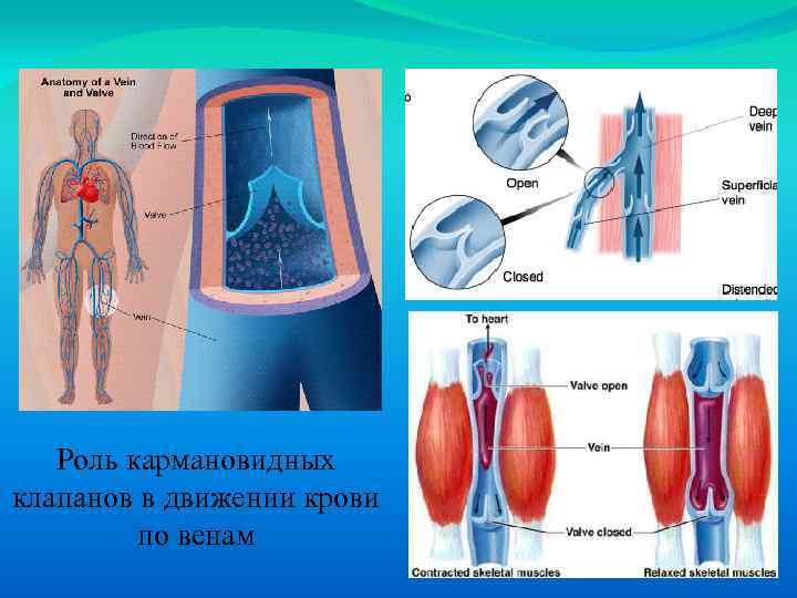 Роль кармановидных клапанов в движении крови по венам 