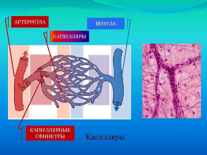 АРТЕРИОЛА ВЕНУЛА КАПИЛЛЯРЫ КАПИЛЛЯРНЫЕ СФИНКТРЫ Капилляры 