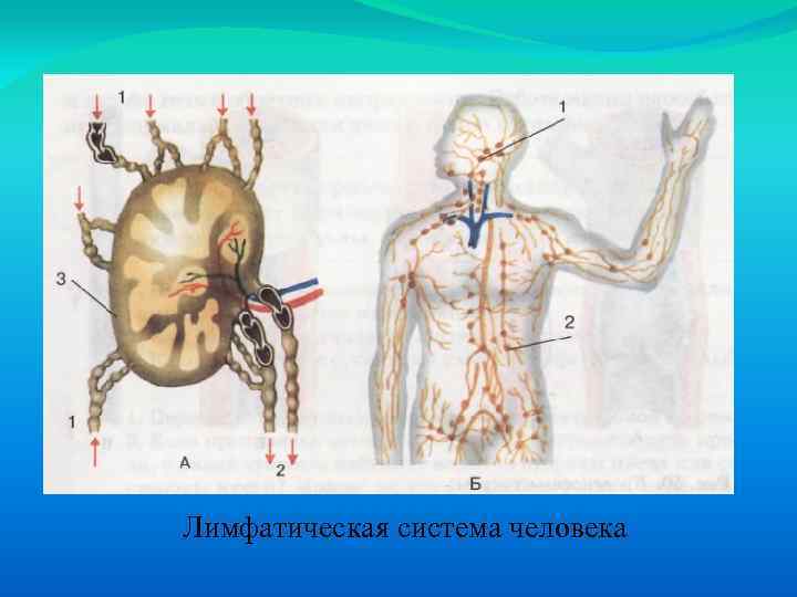 Лимфатическая система человека 