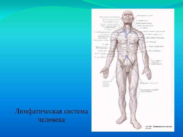 Лимфатическая система человека 