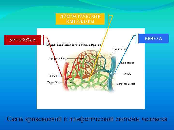 ЛИМФАТИЧЕСКИЕ КАПИЛЛЯРЫ АРТЕРИОЛА ВЕНУЛА Связь кровеносной и лимфатической системы человека 