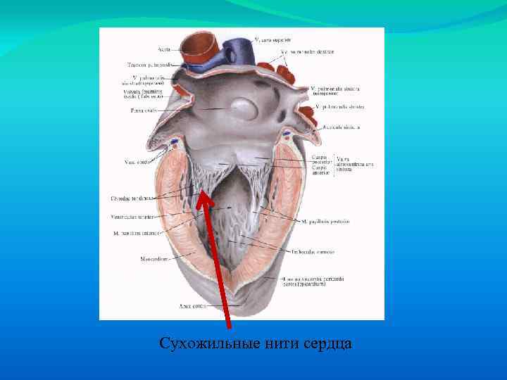 Наличие хорды у человека. Строение сердца анатомия сосочковые. Сухожильные нит сердца. Сухожильные нити сердца. Сухожильные нити сердца анатомия.