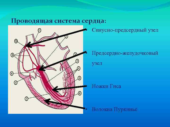 Проводящая система сердца: • Синусно-предсердный узел • Предсердно-желудочковый узел • Ножки Гиса • Волокна