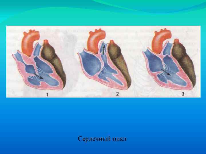 Фазы сердечной деятельности рисунок