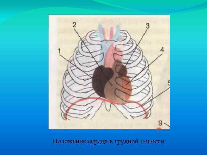 Полости сердца. Положение сердца в грудной полости. Положение сердца в грудной клетке. Сердце в грудной клетке анатомия. Сердце расположено в грудной полости.