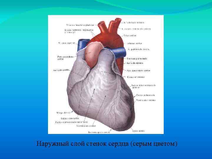 Наружный слой стенок сердца (серым цветом) 