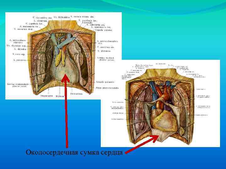 Околосердечная сумка сердца 