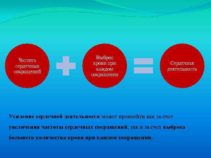 Частота сердечных сокращений Выброс крови при каждом сокращении Сердечная деятельность Усиление сердечной деятельности может