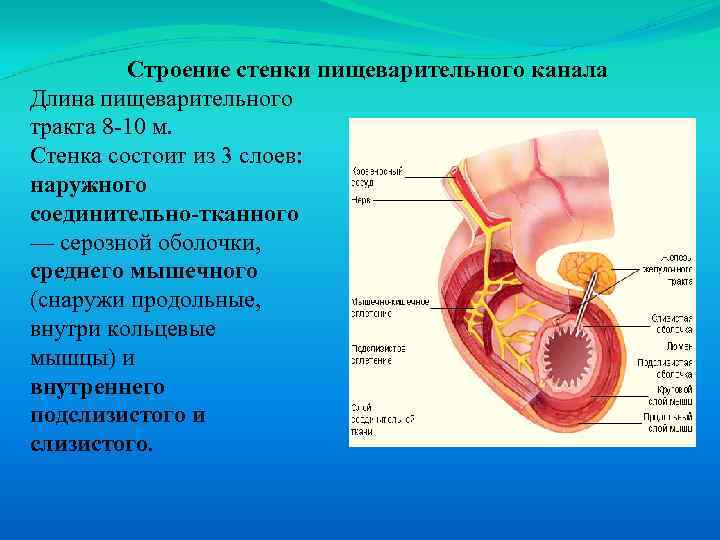 Строение стенки пищеварительного канала Длина пищеварительного тракта 8 -10 м. Стенка состоит из 3