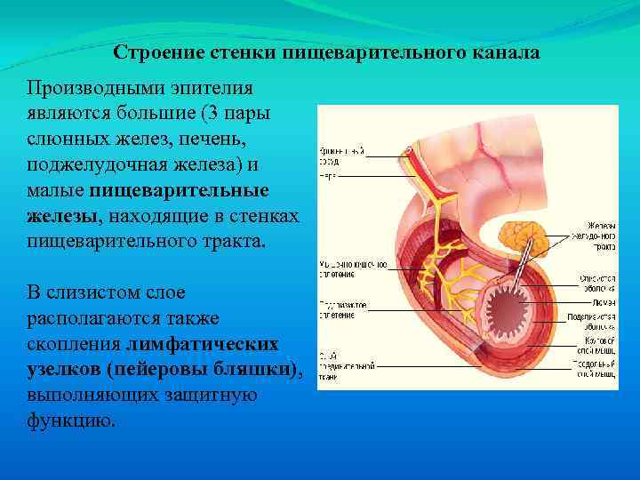 Строение стенки пищеварительного канала Производными эпителия являются большие (3 пары слюнных желез, печень, поджелудочная