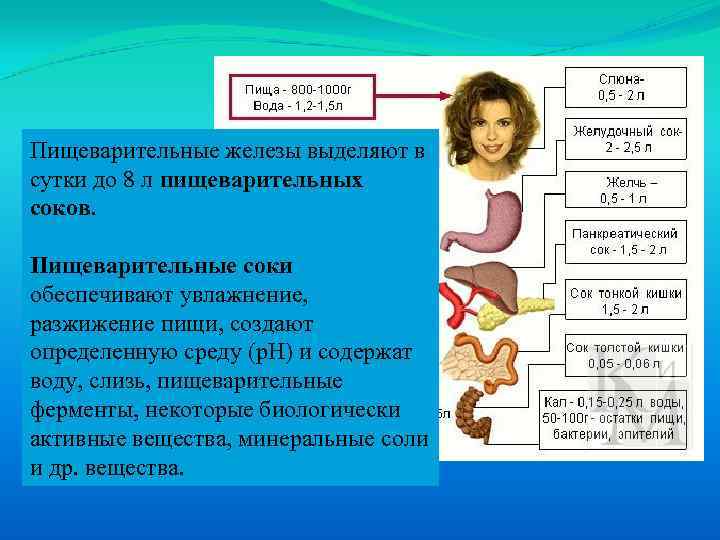 Пищеварительные железы выделяют в сутки до 8 л пищеварительных соков. Пищеварительные соки обеспечивают увлажнение,