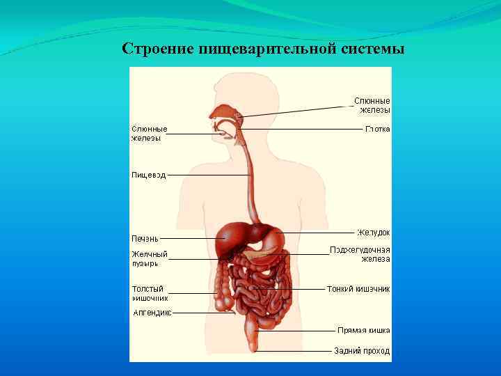 Тему пищеварение