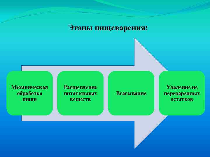 Этапы пищеварения: Механическая обработка пищи Расщепление питательных веществ Всасывание Удаление не переваренных остатков 