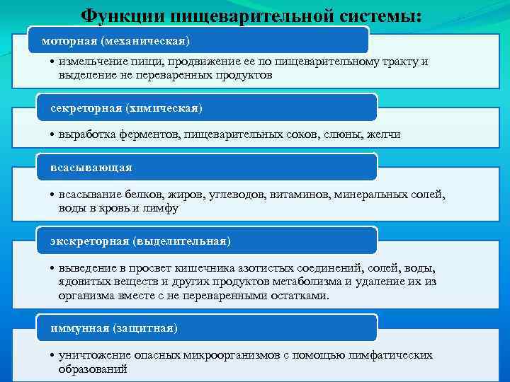 Функции пищеварительной системы: моторная (механическая) • измельчение пищи, продвижение ее по пищеварительному тракту и