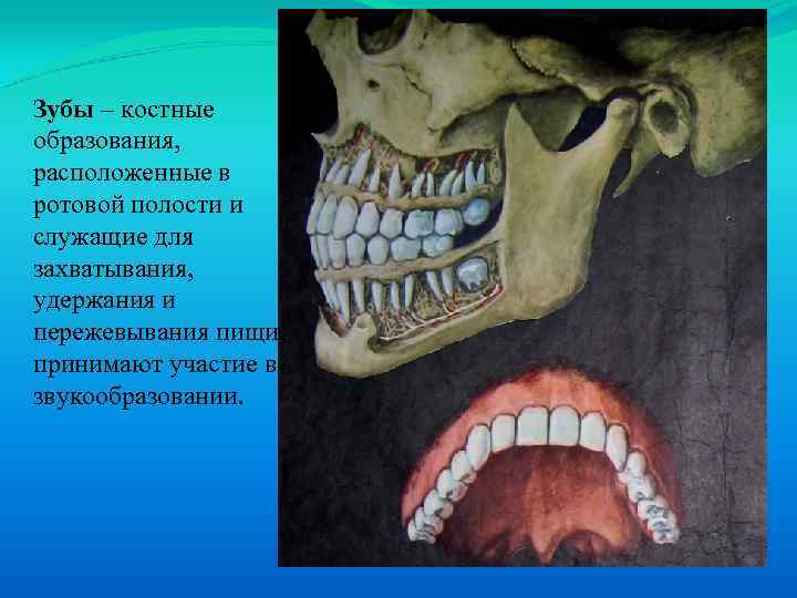 Зубы – костные образования, расположенные в ротовой полости и служащие для захватывания, удержания и