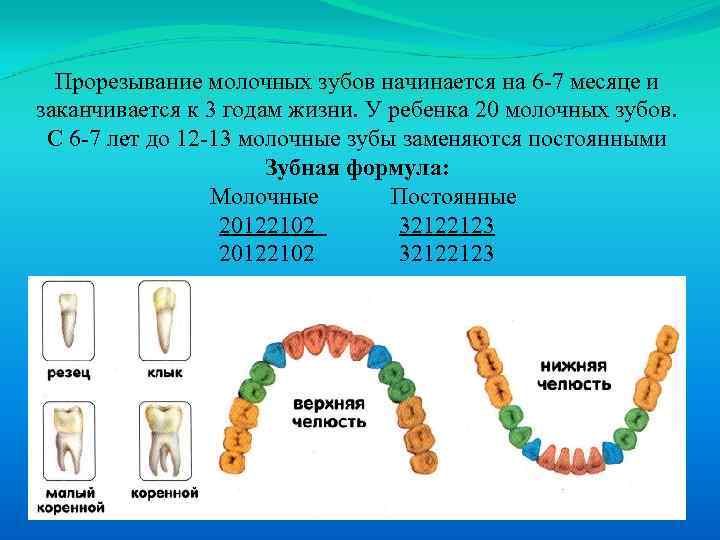 Прорезывание молочных зубов начинается на 6 -7 месяце и заканчивается к 3 годам жизни.