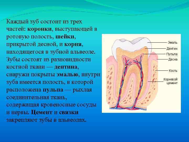 Сосуды десны. Части зуба. Коронковая полость зуба. Часть зуба выступающая. Часть зуба выступающая в ротовую полость.