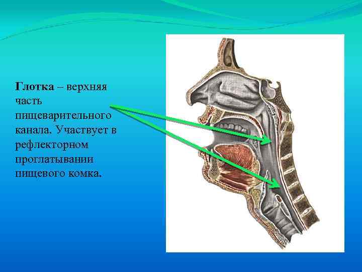 Глотка – верхняя часть пищеварительного канала. Участвует в рефлекторном проглатывании пищевого комка. 