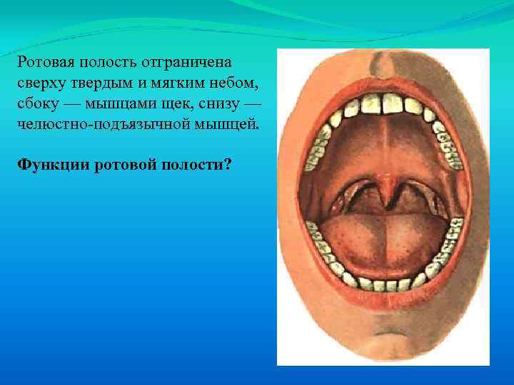 Ротовая полость отграничена сверху твердым и мягким небом, сбоку — мышцами щек, снизу —