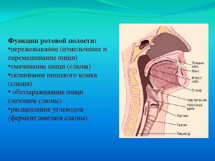 Функции ротовой полости: • пережевывание (измельчение и перемешивание пищи) • смачивание пищи (слюна) •