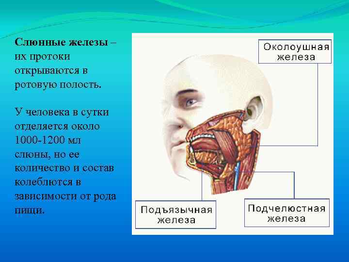 Слюнные железы – их протоки открываются в ротовую полость. У человека в сутки отделяется