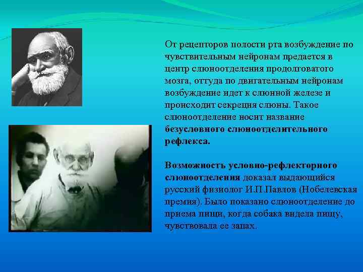 От рецепторов полости рта возбуждение по чувствительным нейронам предается в центр слюноотделения продолговатого мозга,