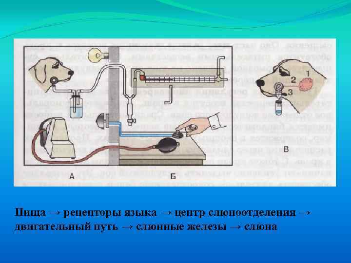Пища → рецепторы языка → центр слюноотделения → двигательный путь → слюнные железы →