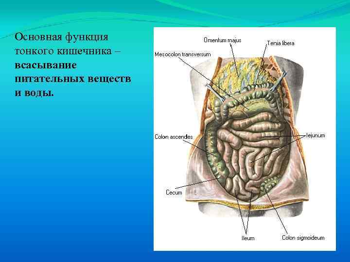 Основные функции кишечника