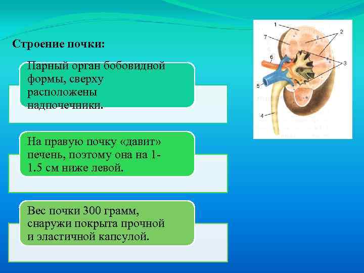 Строение почки: Парный орган бобовидной формы, сверху расположены надпочечники. На правую почку «давит» печень,