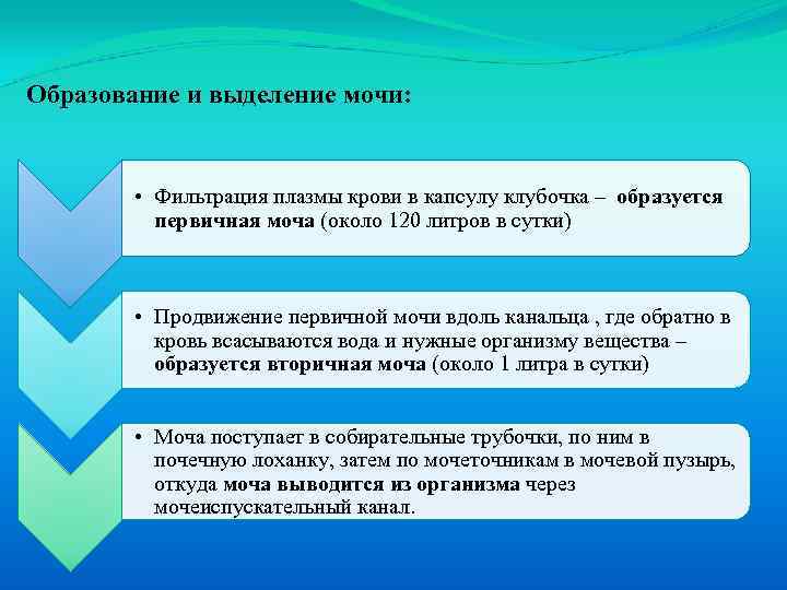 Образование и выделение мочи: • Фильтрация плазмы крови в капсулу клубочка – образуется первичная