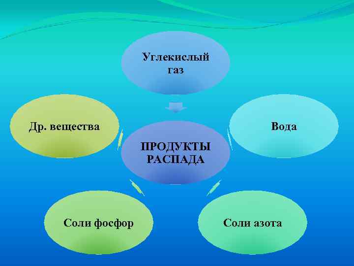 Выделение углекислого газа животными. Кожа выделяет углекислый ГАЗ.